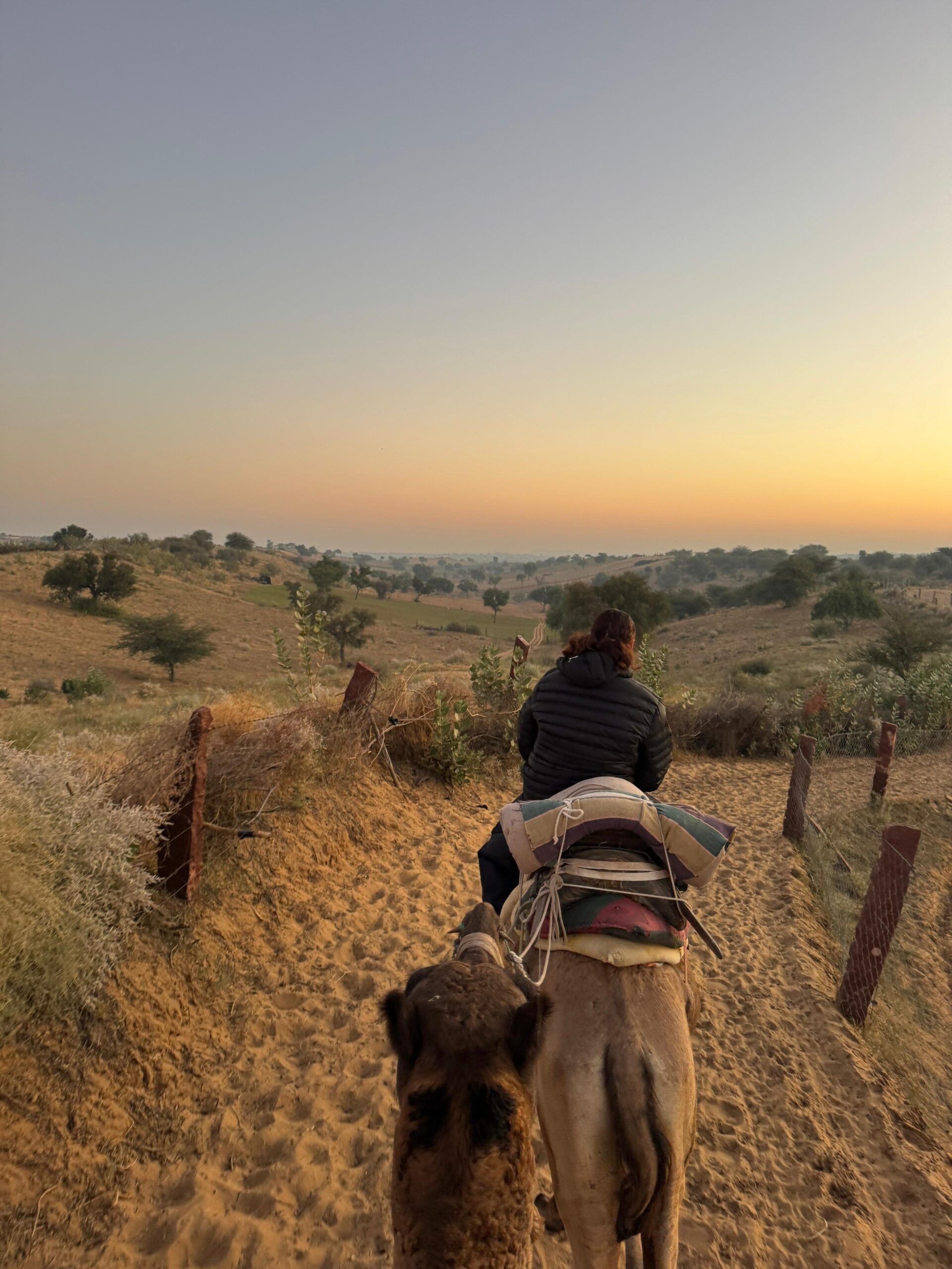 camel safari
