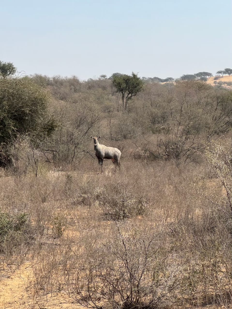 antelope on Osian safari