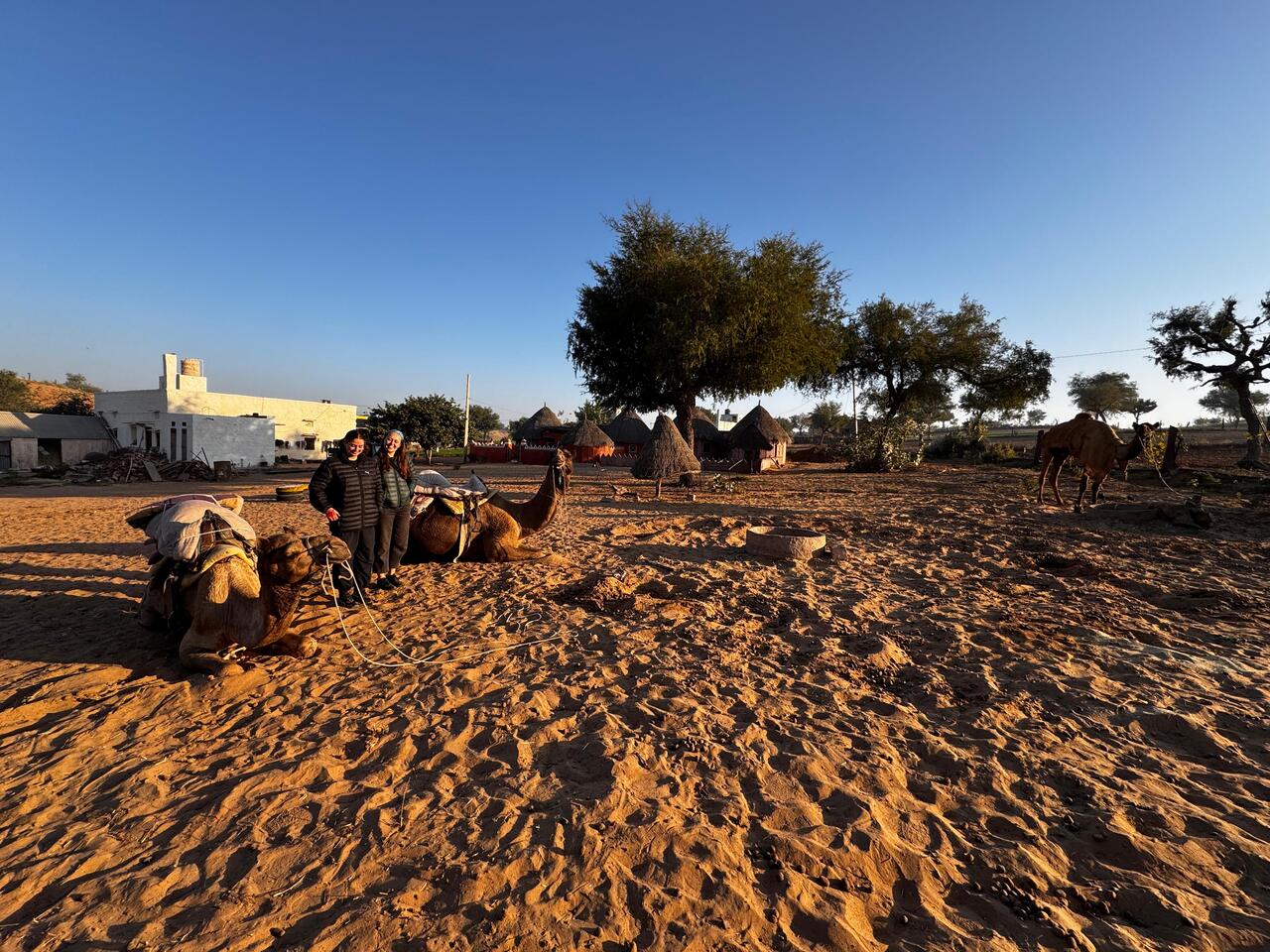 camel safari in homestay near jodhpur