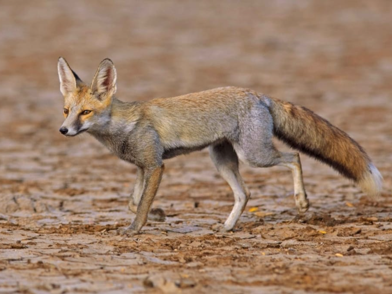 fox in walking tour in jodhpur desert