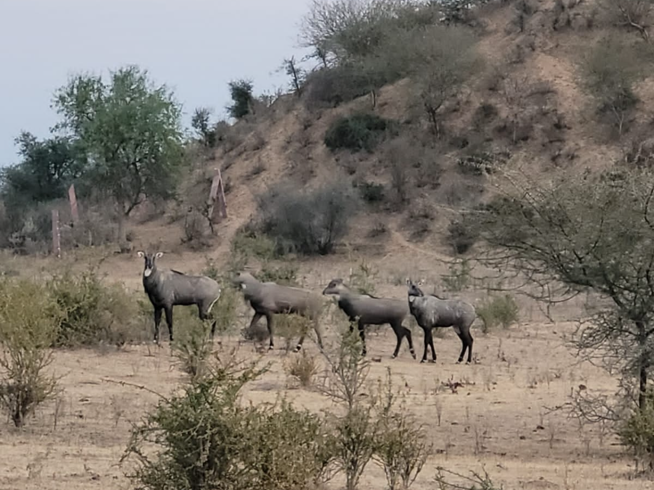 antelope on Osian safari