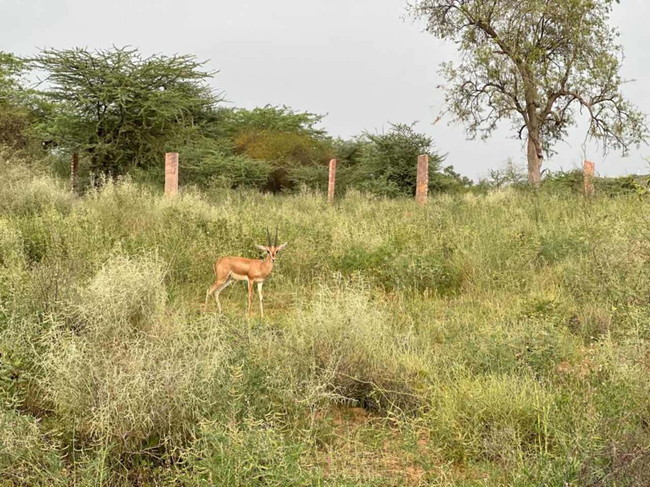 antelope in safari on osian