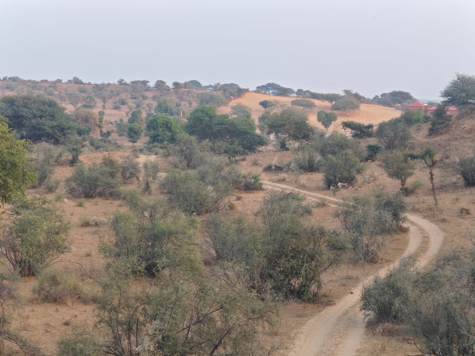 osian desert