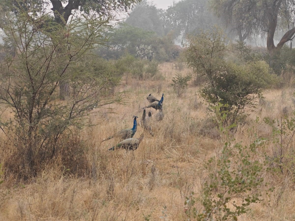 peacock in the desert of osian
